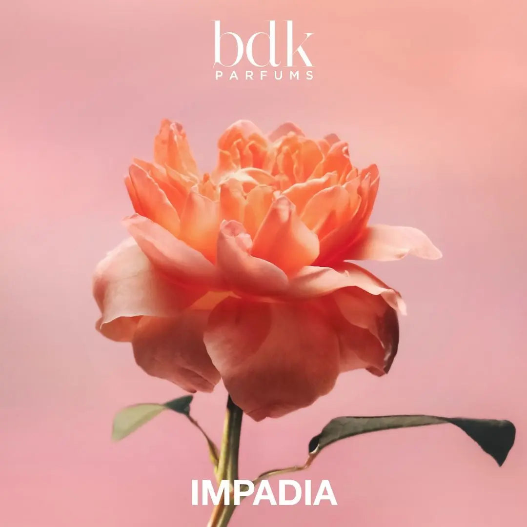BDK IMPADIA DAMA